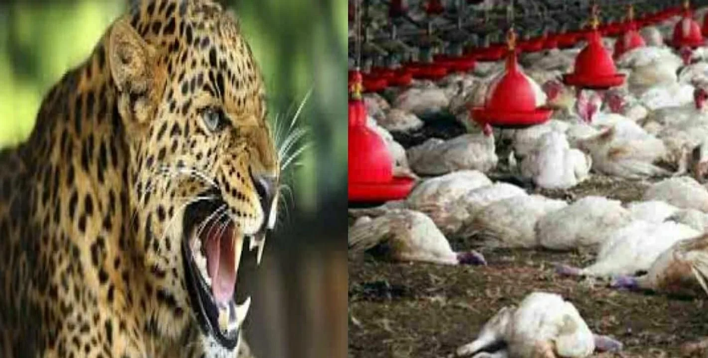 Guldar destroyed poultry farm in one night in Pithoragarh Guldar destroyed poultry farm in one night in Pithoragarh