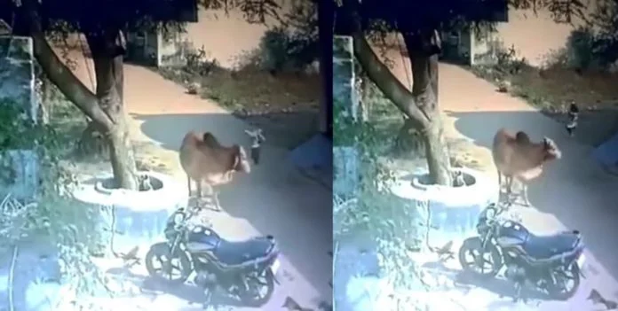 Bell tosses a 17-month-old innocent up to 7 feet in the air, the innocent went to Bell while playing, watch the video ...