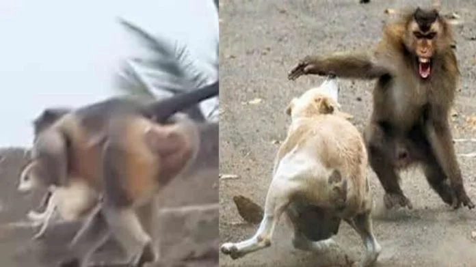 WhatsApp Image 2021-12-20 at 1.24.05 PM 2 monkeys who killed more than 200 puppies in the clutches...