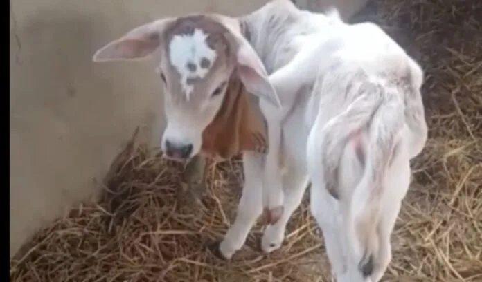 A cow gave birth to a calf with 6 feet and 2 tails in Udham Singh Nagar