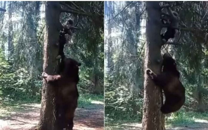 Man climbed tree after saving his life from wild bear, what happened next will not be believed