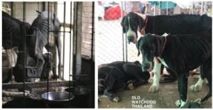 King of Thailand saves 13 starved great Danes from the brink of death at breeding Ranch