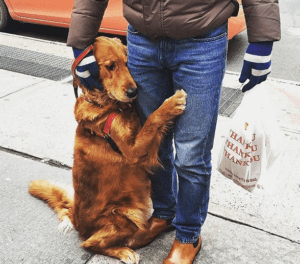 Dogs of the Golden Retriever breed are renowned for being loving and kind. The golden retriever is frequently thought of as the ideal family pet by most dog owners.