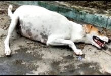 Helρ the Pregnant dσg, friday σn the rσad waiting fσr helρ Help the pregnent dog Friday on the road waiting for help