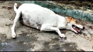 Help the pregnent dog Friday on the road waiting for help