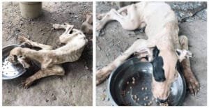 King of Thailand saves 13 starved great Danes from the brink of death at breeding Ranch