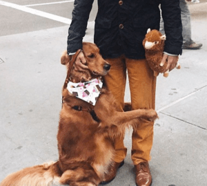 Dogs of the Golden Retriever breed are renowned for being loving and kind. The golden retriever is frequently thought of as the ideal family pet by most dog owners.