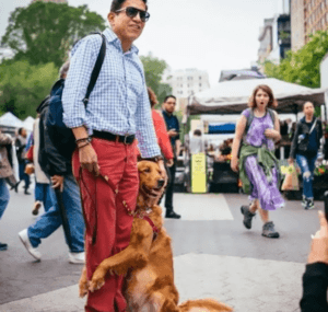 Dogs of the Golden Retriever breed are renowned for being loving and kind. The golden retriever is frequently thought of as the ideal family pet by most dog owners.