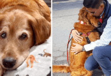 Heartwarming story of golden retriever who gives hugs to strangers for at least two hours a day Dogs of the Golden Retriever breed are renowned for being loving and kind. The golden retriever is frequently thought of as the ideal family pet by most dog owners.