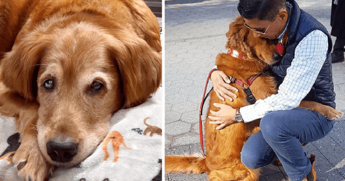 885b2aeea716b254cf747facb4ea5198 Dogs of the Golden Retriever breed are renowned for being loving and kind. The golden retriever is frequently thought of as the ideal family pet by most dog owners.