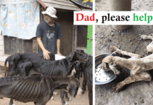 King of Thailand Saves 13 ѕtагⱱed Great Danes from tһe Ьгіпk of deаtһ at Breeding Ranch. King of Thailand saves 13 starved great Danes from the brink of death at breeding Ranch