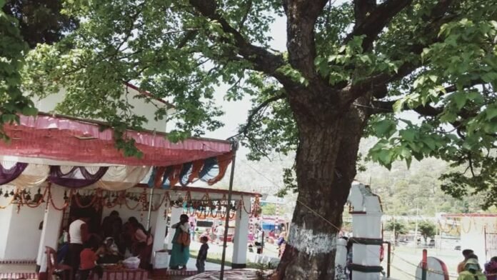 Miracle of Golu Devta in Uttarakhand, dry tree turns green for 15 years