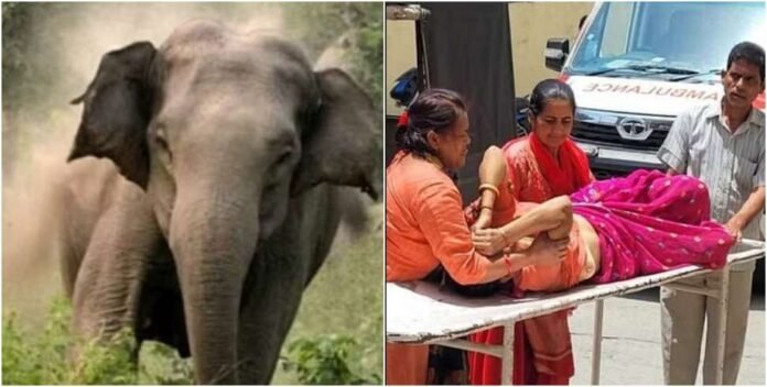 Elephant attacked a woman who went to collect grass in the forest in Kotdwar