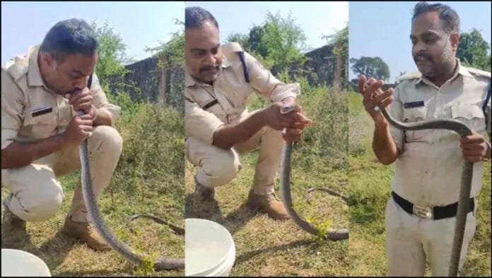 The snake was lying half dead, the constable picked it up, placed it in his mouth and started filling it with air, saved his life by giving CPR. The snake was lying half dead, the constable picked it up, placed it in his mouth and started filling it with air, saved his life by giving CPR.