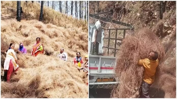 Now Pirol will be purchased at the rate of 50 rupees per kg, proposal is ready, waiting for the approval of the government Now Pirol will be purchased at the rate of 50 rupees per kg, proposal is ready, waiting for the approval of the government