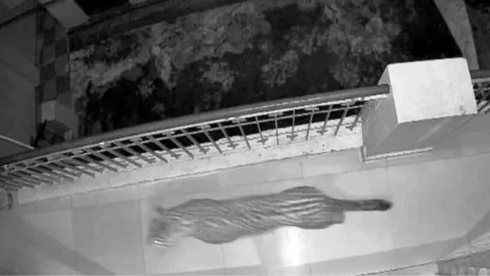 Leopard terror in Uttarakhand's Srinagar, female roaming with cubs