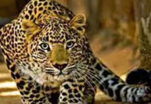 पौड़ी में फिर गुलदार का आतंक, महिला पर झपटा आदमखोर; ‘मौत’ के जबड़े से खींच लाया युवक Leopard terror strikes again in Pauri, man-eater attacks woman; young man rescues her from the jaws of death