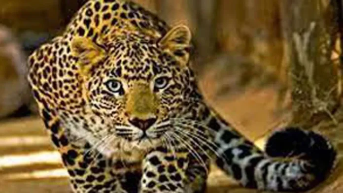 Leopard terror strikes again in Pauri, man-eater attacks woman; young man rescues her from the jaws of death Leopard terror strikes again in Pauri, man-eater attacks woman; young man rescues her from the jaws of death